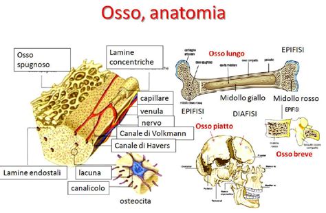 La struttura